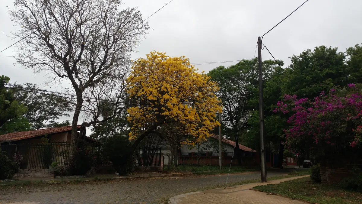 Un lapacho amarillo en flor en una calle residencial de Paraguay
